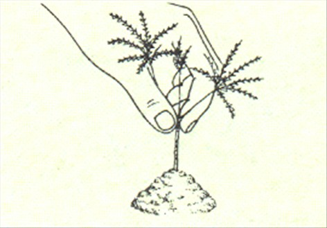 Stuearalia - Aralia japonica - pasning