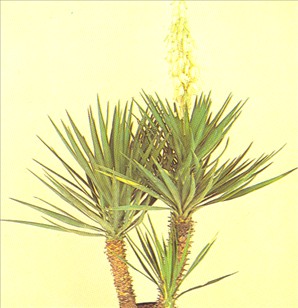 Palmelilje - Yucca elephantipes - pasning