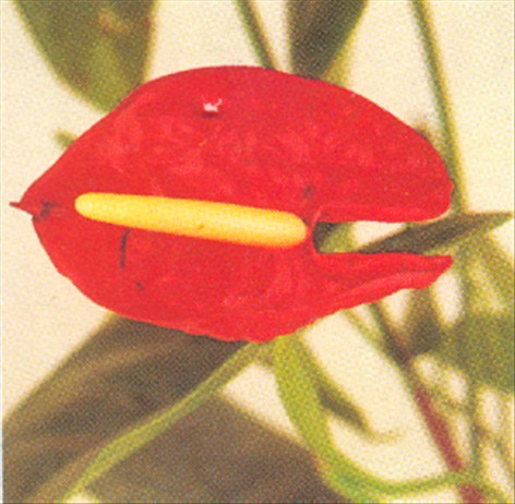 Flamingo blomst - Anthurium scherzerianum - pasning