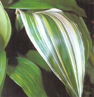 Aspidistra - Aspidistra elatior - pasning