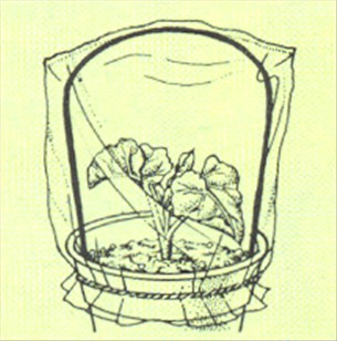 Begonier, blomstrende - Begonia schwabenland - pasning
