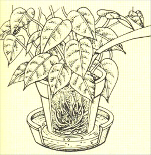 Philodendron, klatrende - Philodendron scandens - pasning
