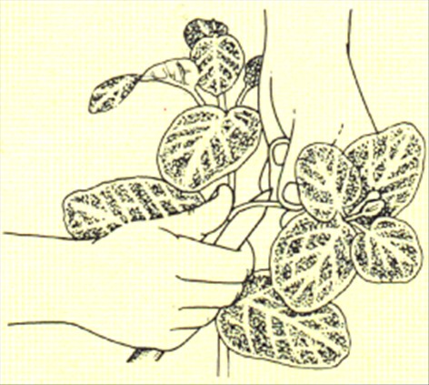 Rødåre - Fittonia verschaffeltii - pasning