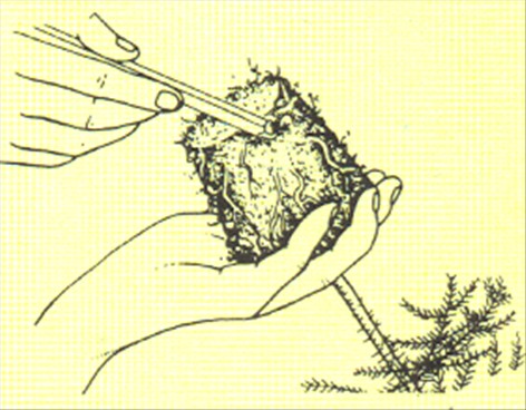 Stuegran - Araucaria excelsa - pasning