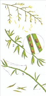 Slørasparges - Asparagus plumosus - pasning