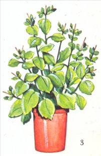 Koraltop - Kalanchoe blossfeldiana - pasning