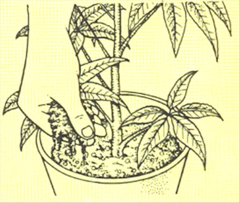 Paraplyplante - Schefflera actinophylla - pasning