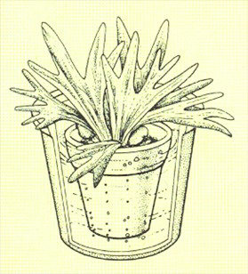 Elsdyrtakbregne - Platycerium alcicorne - pasning