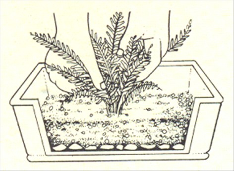 Nyrebregne - Nephrolepis exaltata - pasning