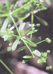 Burresnerre Galium aparine.