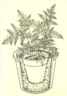 Kantbregne - Pteris tremula - pasning