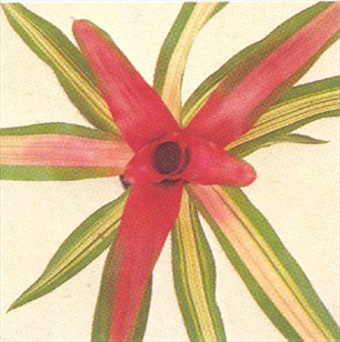 Neoregelia - Neoregelia carolinae - pasning