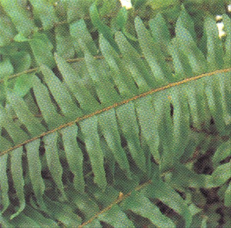 Nyrebregne - Nephrolepis exaltata - pasning