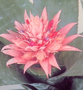 Aechmea - Aechmea fasciata - - pasning