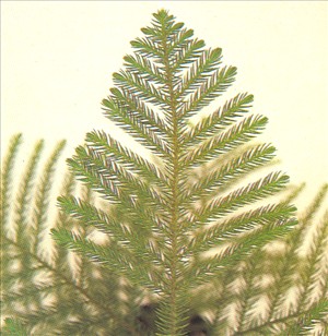 Stuegran - Araucaria excelsa - pasning