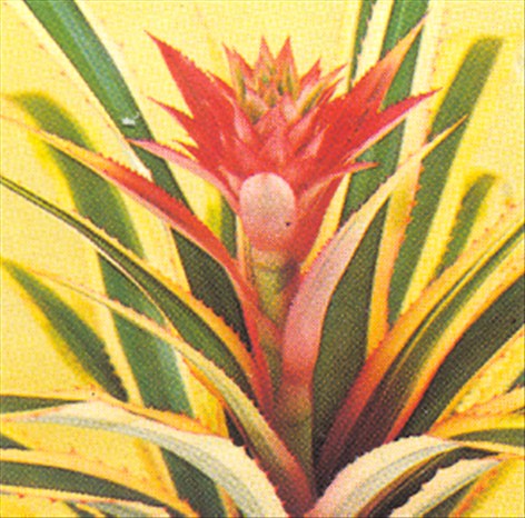 Ananas – Ananas comosus - pasning