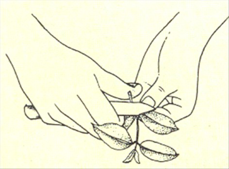 Duftranke - Stephanotis floribunda - pasning