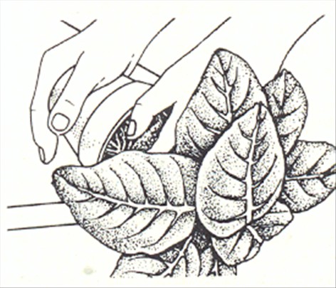 Gloxinia - Sinningia speciosa - pasning
