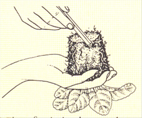 Usambaraviol - Saintpaulia ionantha - pasning
