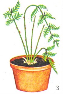 Kantbregne - Pteris tremula - pasning