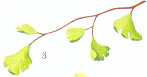 Venushår bregne - Adiantum capillus-veneris - pasning