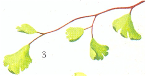 Venushår bregne - Adiantum capillus-veneris - pasning