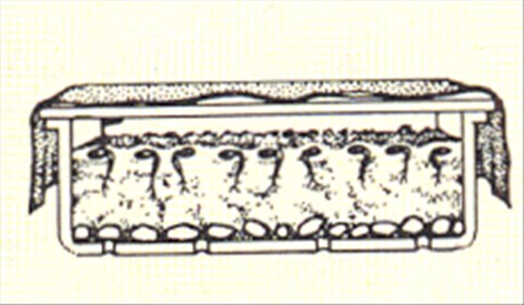 Hypoestes - Hypoestes sanguinolenta - pasning