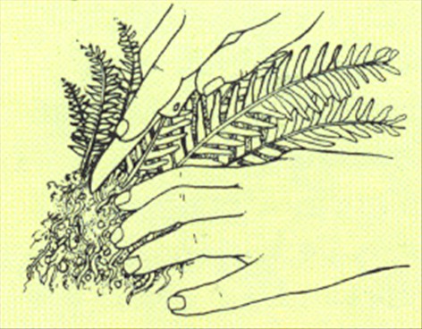 Nyrebregne - Nephrolepis exaltata - pasning