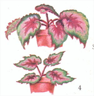 Bladbegonier - Begonia rex og Begonia masoniana - pasning