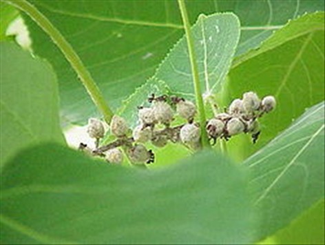 Wilsons poppel - Populus wilsonii