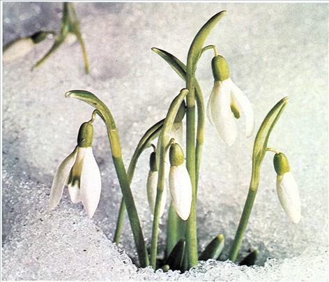 - Galanthus