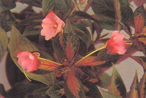 Flittig Lise - Impatiens sultanii - pasning