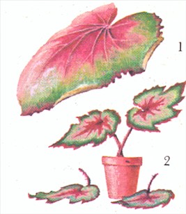 Bladbegonier - Begonia rex og Begonia masoniana - pasning