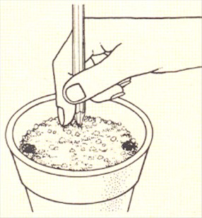 Koraltop - Kalanchoe blossfeldiana - pasning