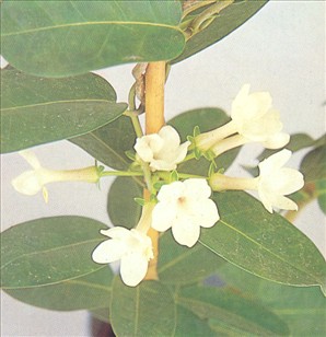 Duftranke - Stephanotis floribunda - pasning