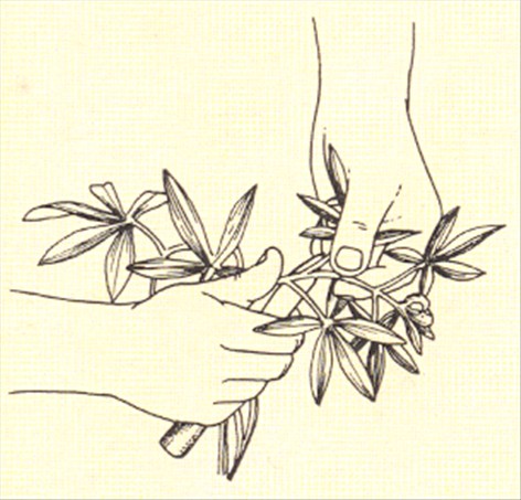 Passionsblomst - Passiflora caerulea - pasning