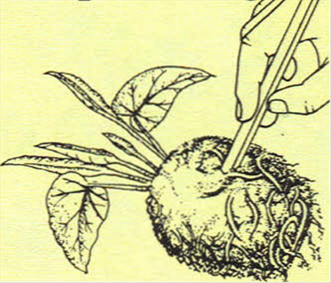 Elefantøre - Caladium bicolor - pasning