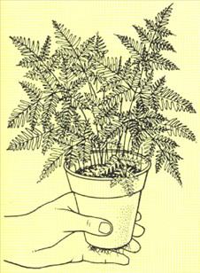 Kantbregne - Pteris tremula - pasning