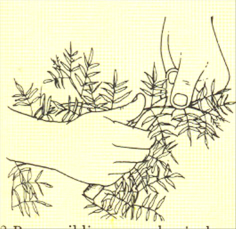 Jasmin - Jasminum polyanthum - pasning