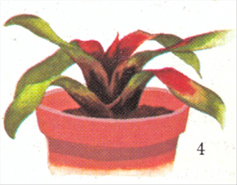 Neoregelia - Neoregelia carolinae - pasning