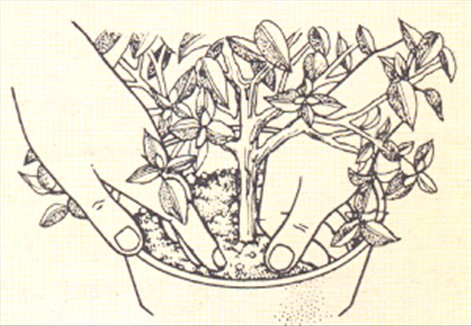 Bougainvillea - Bougainvillea glabra - pasning