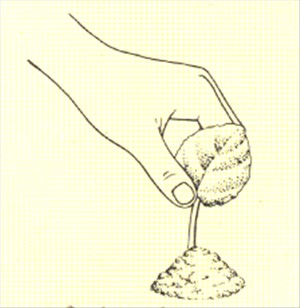 Usambaraviol - Saintpaulia ionantha - pasning