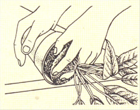 Fredslilje - Spathiphyllum wallisii - pasning