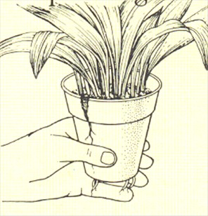 Aspidistra - Aspidistra elatior - pasning