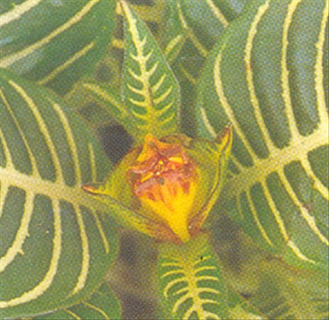 Aphelandra - Aphelandra squarrosa - pasning