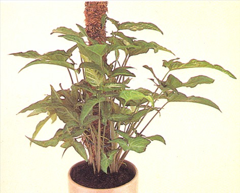 Gåsefod - Syngonium vellozianum - pasning