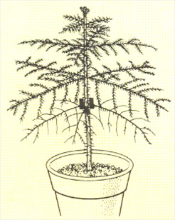 Stuegran - Araucaria excelsa - pasning