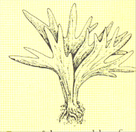 Elsdyrtakbregne - Platycerium alcicorne - pasning