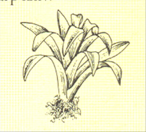 Juvelblomst - Guzmania minor - pasning