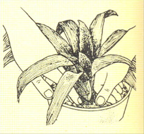 Neoregelia - Neoregelia carolinae - pasning